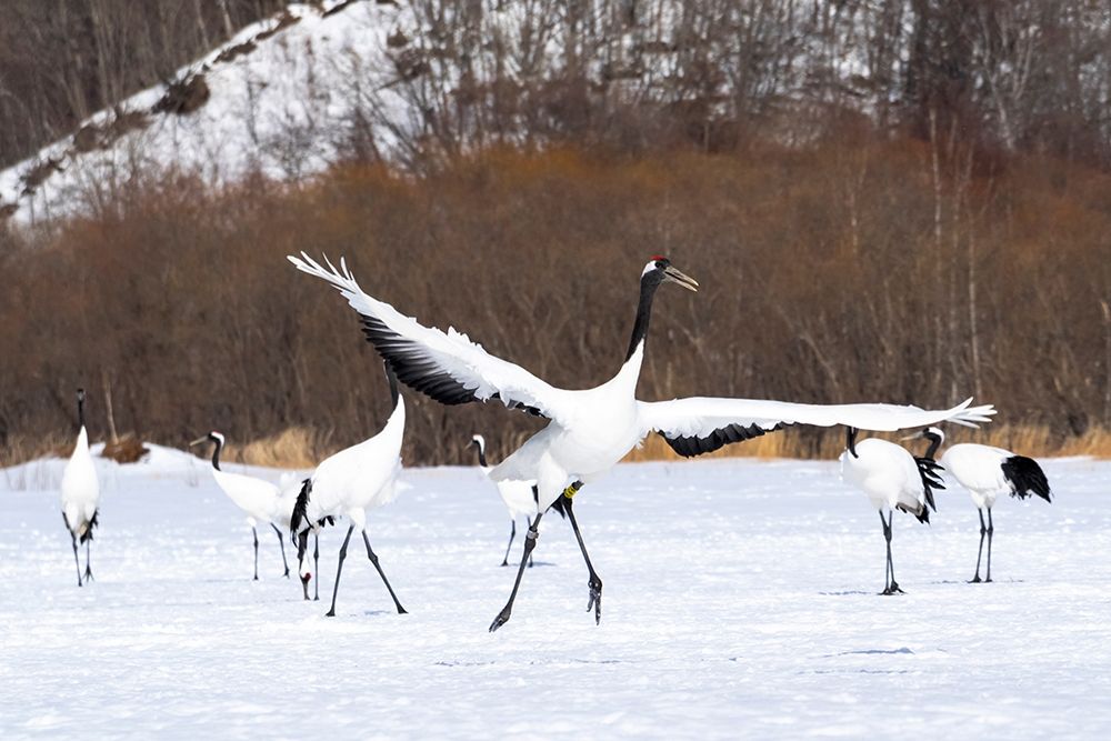 Japan-Hokkaido-Kushiro-Tsuri- A red-crowned crane dances while the rest of the group looks on art print by Ellen Goff for $57.95 CAD